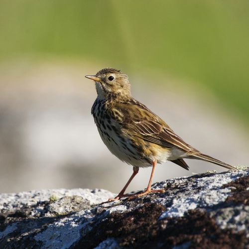 Free A detailed close-up of a meadow pipit bird perched on a rock in a natural setting. Stock Photo