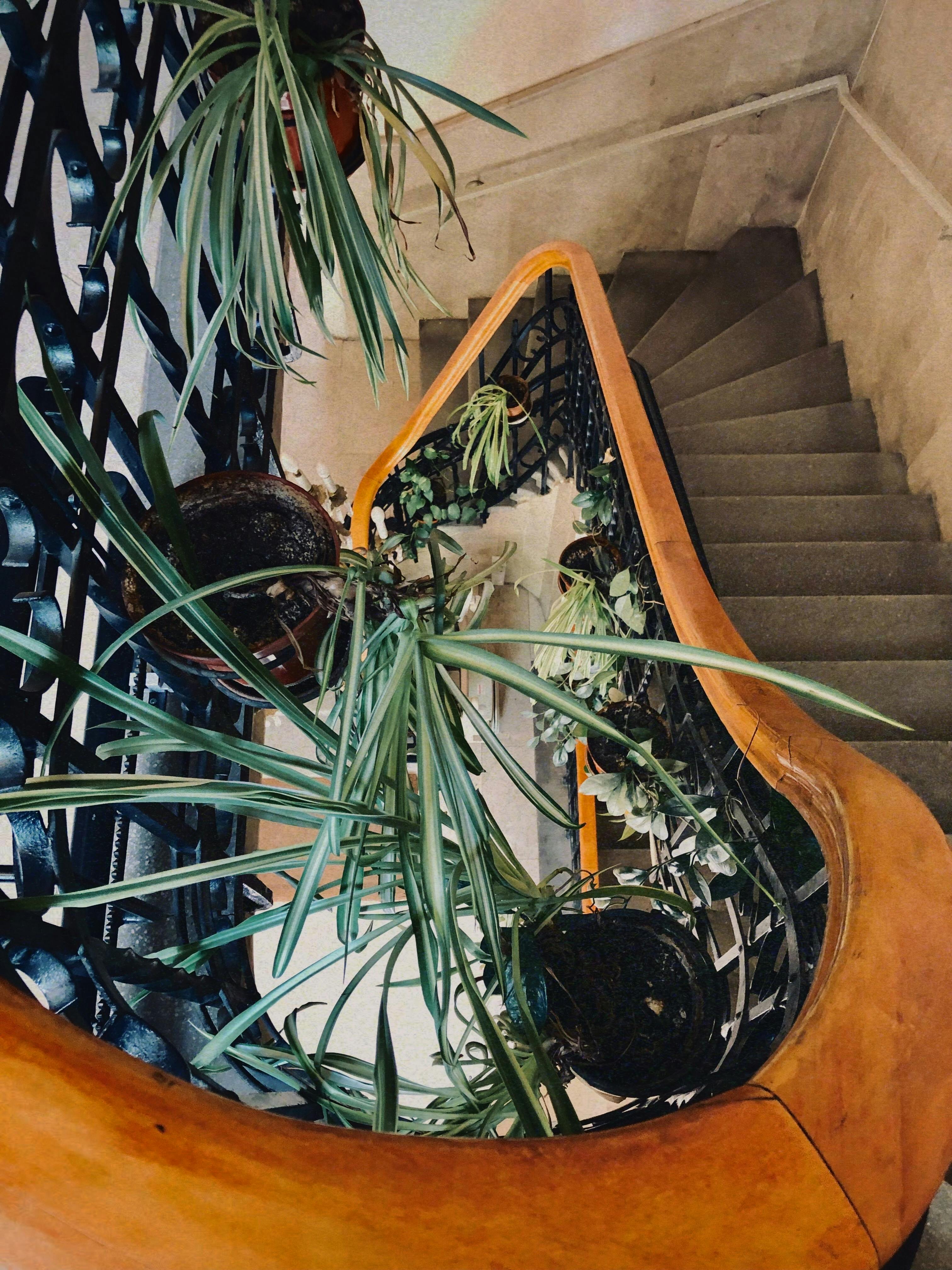 Potted Indoor Plants Hanging on Staircase Railing · Free Stock Photo