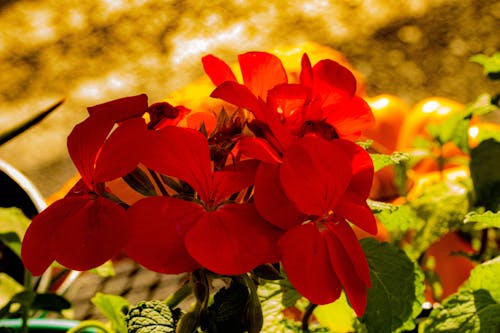 Ilmainen kuvapankkikuva tunnisteilla kukkiva kukka, punainen kukka