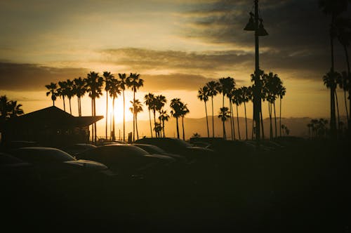 Scenic View of Palm Trees during Sunset