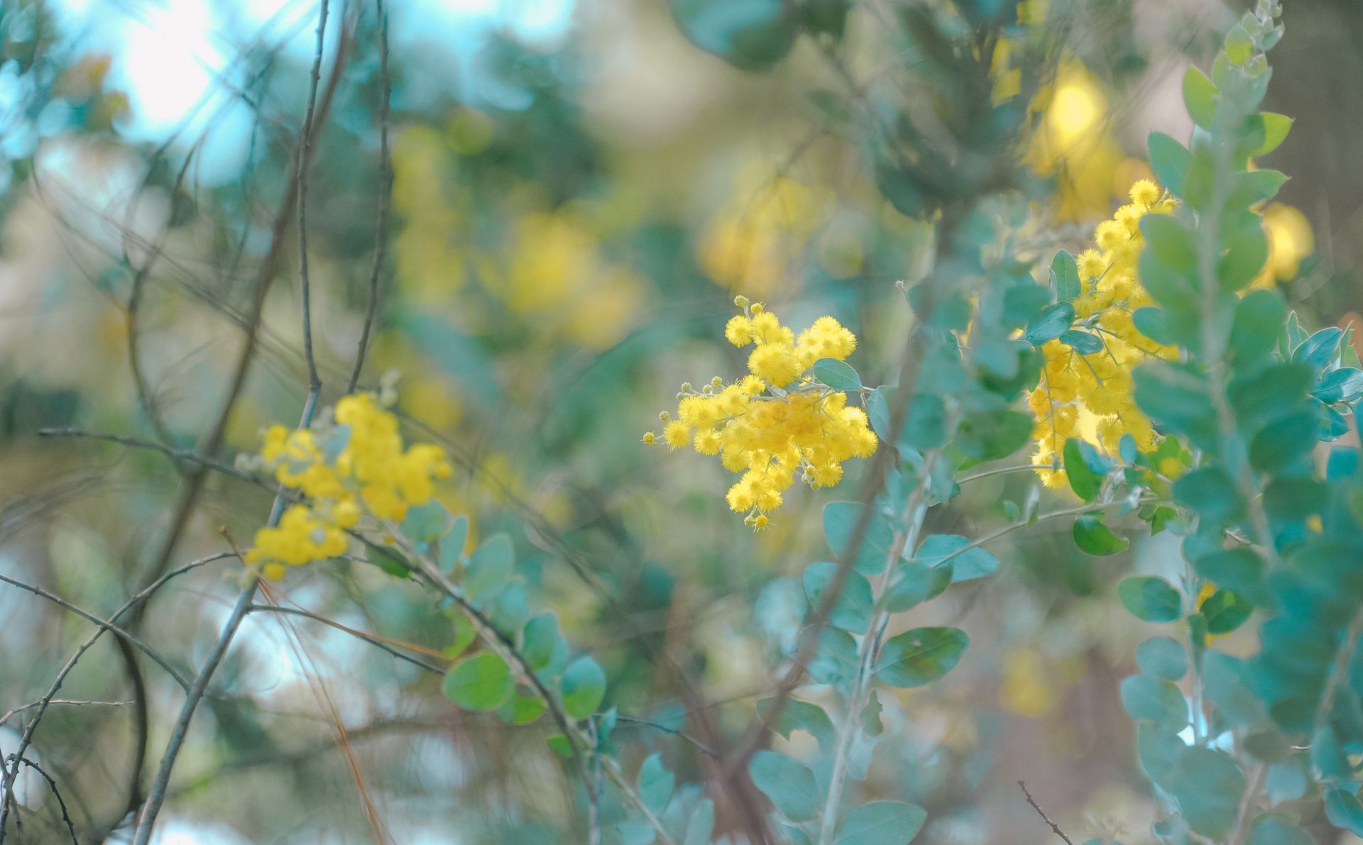 Soft focus image of yellow flowering shrubs in a garden setting, capturing a tranquil outdoor scene.
