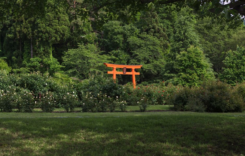 A picturesque view of a traditional torii gate surrounded by lush greenery in Kyoto, Japan.