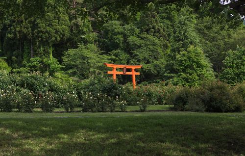 Free A picturesque view of a traditional torii gate surrounded by lush greenery in Kyoto, Japan. Stock Photo