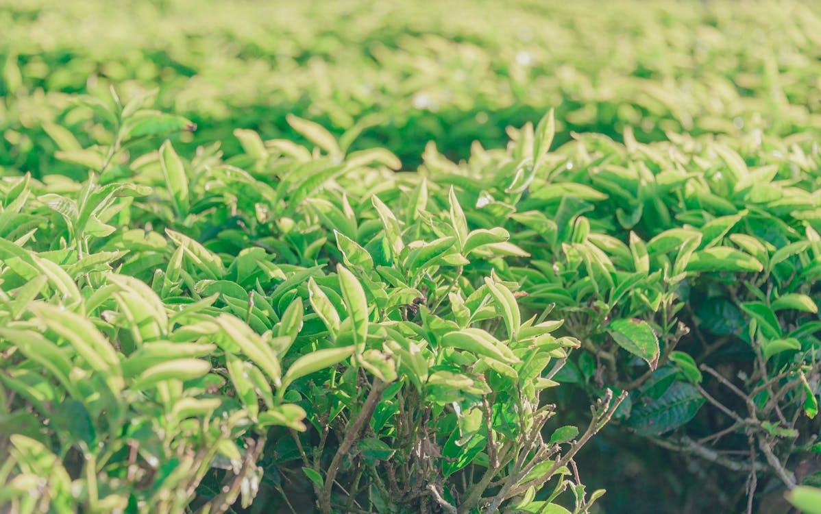 Green Leafed Plant