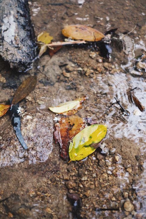 Free Close-up of colorful autumn leaves floating on a rocky stream surface, showcasing nature's beauty. Stock Photo