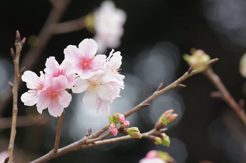 Безкоштовне стокове фото на тему «білі квіти, бутон, весняні квіти»