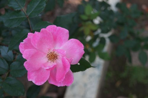 Free A vibrant pink rose captured in a detailed close-up, showcasing delicate petals. Stock Photo