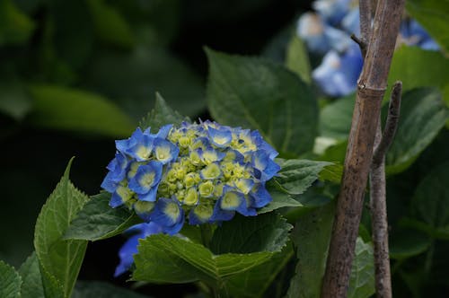 Gratis stockfoto met blauwe bloemen, bloeiend, bloem fotografie Stockfoto