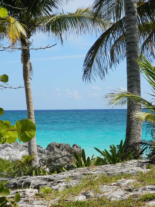 Free Stunning view of Tulum's turquoise sea framed by lush palm trees and rocky shore. Stock Photo