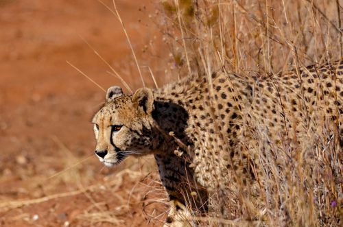 Free Close-up of a cheetah blending into the grassy savanna, showcasing its camouflage skills. Stock Photo