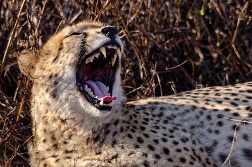Free Close-up of a yawning cheetah lying in dry grass, showcasing its camouflage and sharp teeth. Stock Photo