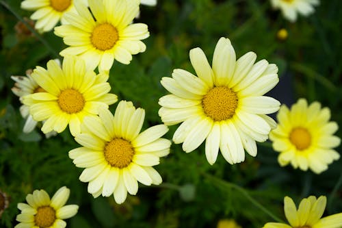Ilmainen kuvapankkikuva tunnisteilla keltainen, kukat, lähikuva
