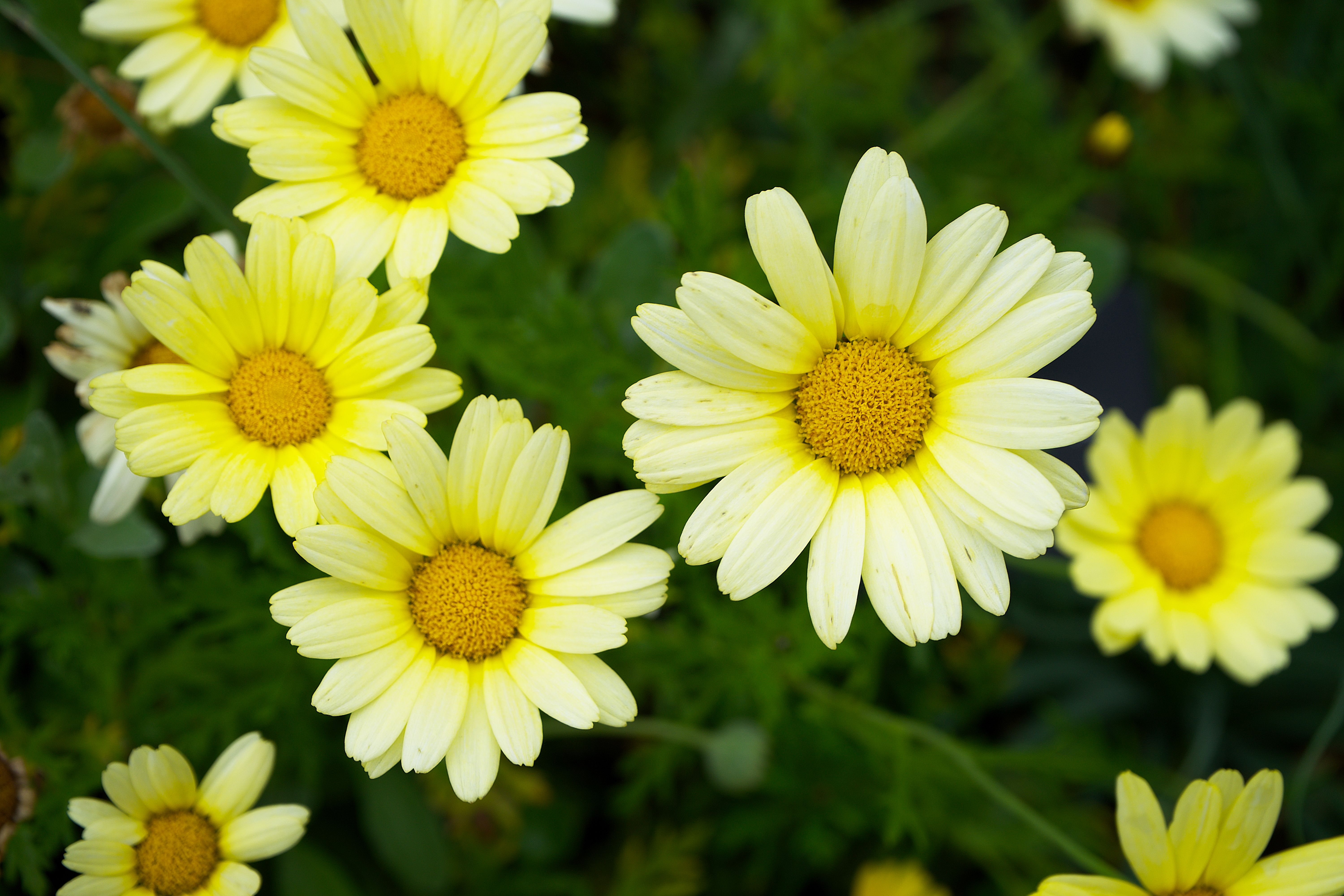 Close up of Yellow Flowers · Free Stock Photo