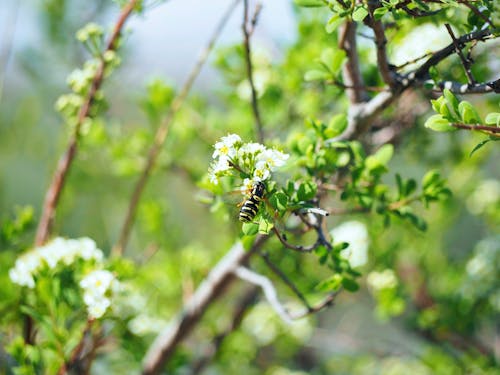 Gratis lagerfoto af blomstrende blomster, flue, forårsblomster