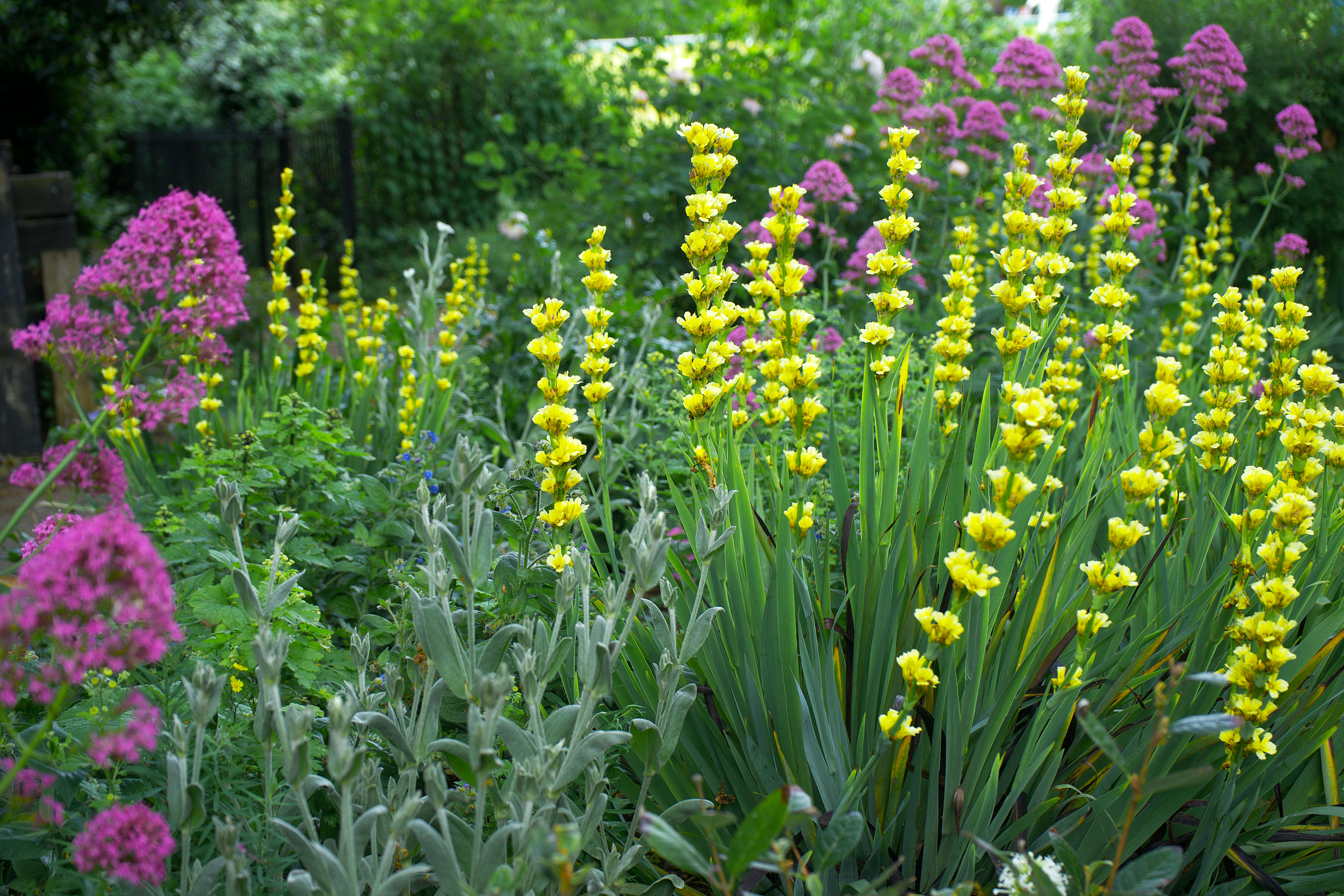healthy perennial bed in UK garden in summer