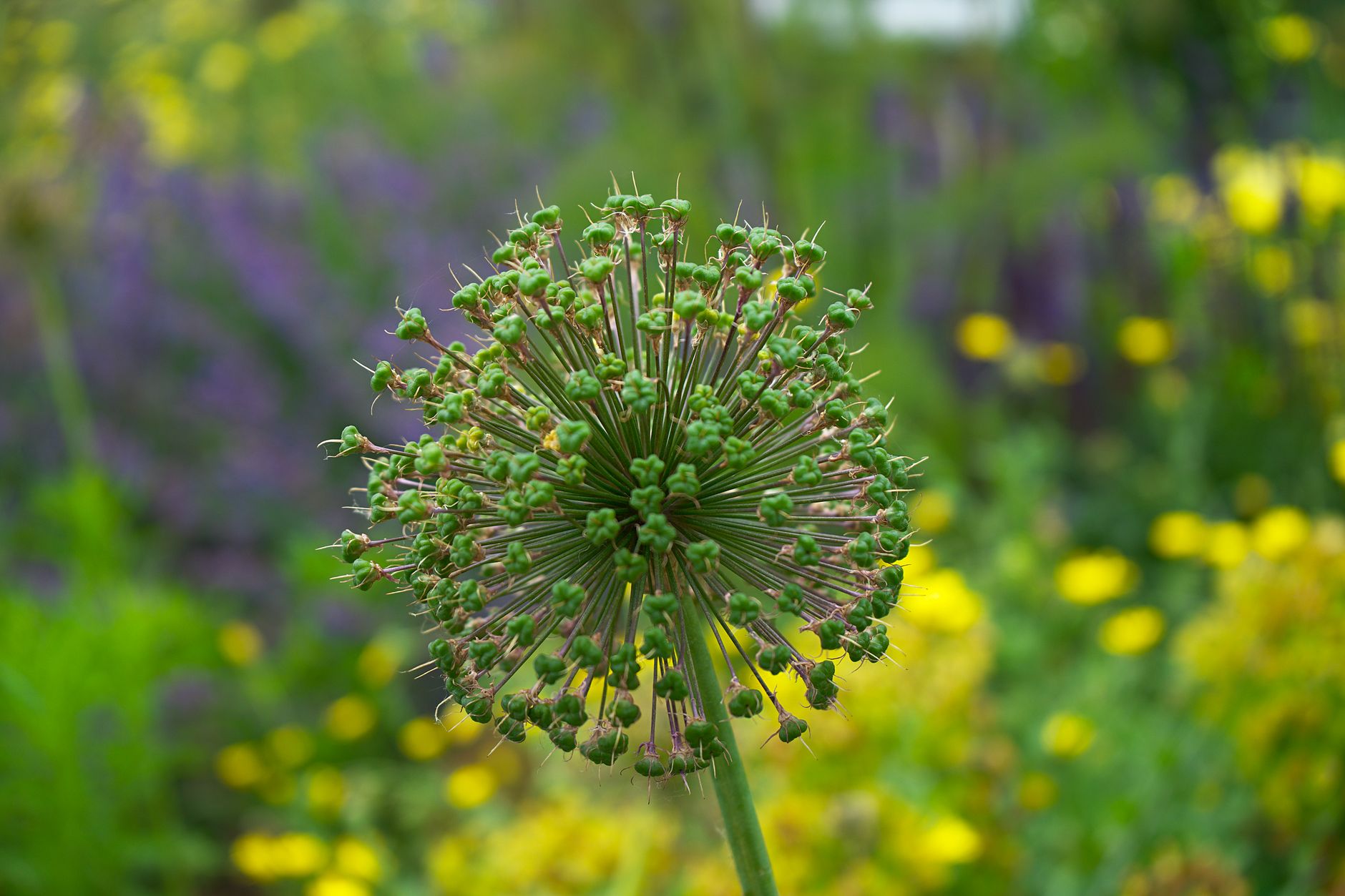troubleshooting self seeding problems UK garden