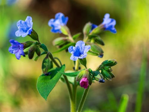 Gratis lagerfoto af blå blomster, blomster, blomstrende blomster