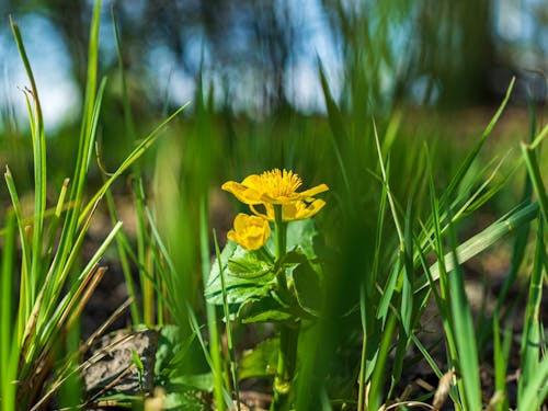 buttercup, 꽃, 노란 꽃의 무료 스톡 사진