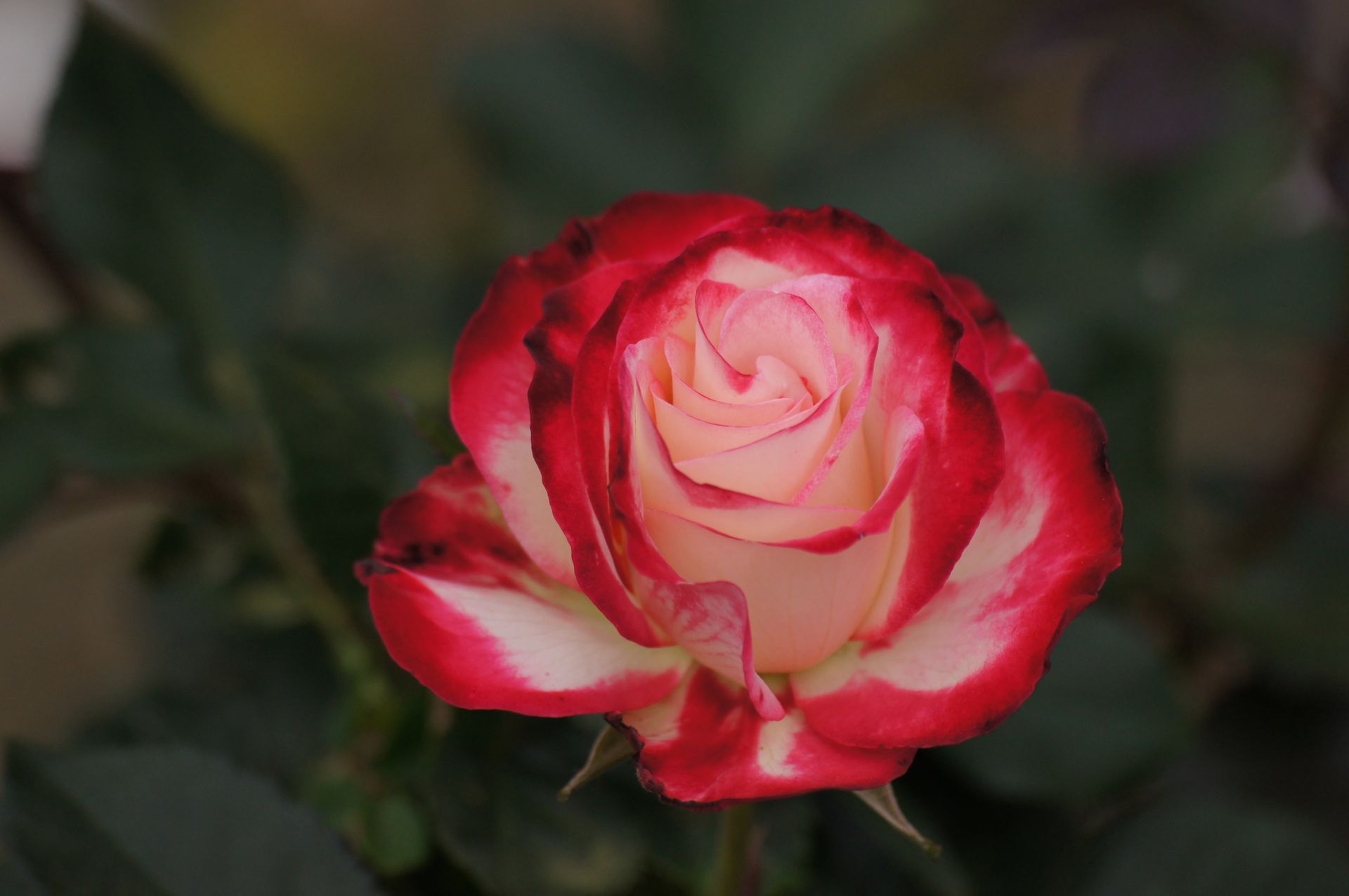 A vibrant pink and white rose in full bloom, captured with soft lighting and selective focus.