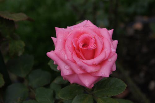 Pink Rose Flower in Bloom