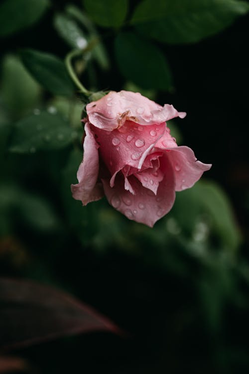 Water Droplets on Wet Pink Rose Flower 