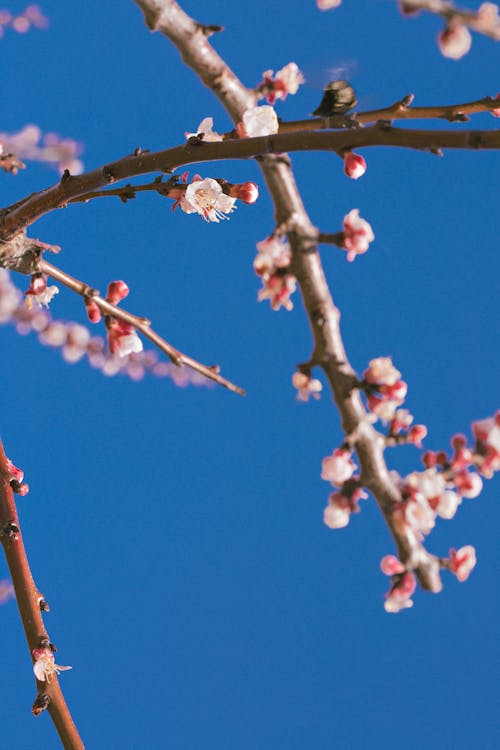 Fotobanka s bezplatnými fotkami na tému jar, kvet ovocného stromu, obloha