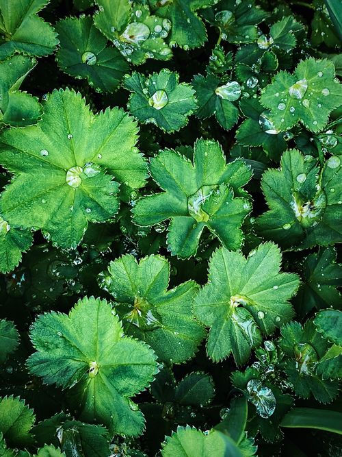 Free Close-up of vibrant green leaves adorned with water droplets after rain, highlighting nature's beauty. Stock Photo