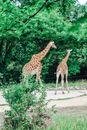 Free stock photo of animals, france, lyon