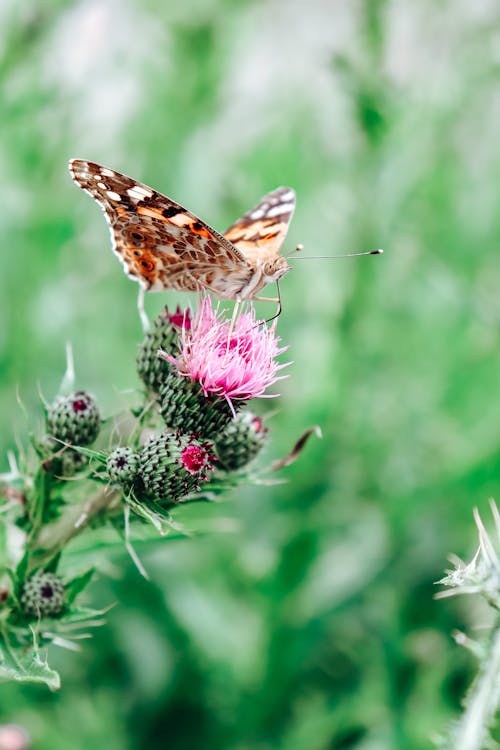 Close-Up Shot of a Butterfly Perched on a Pink Flower