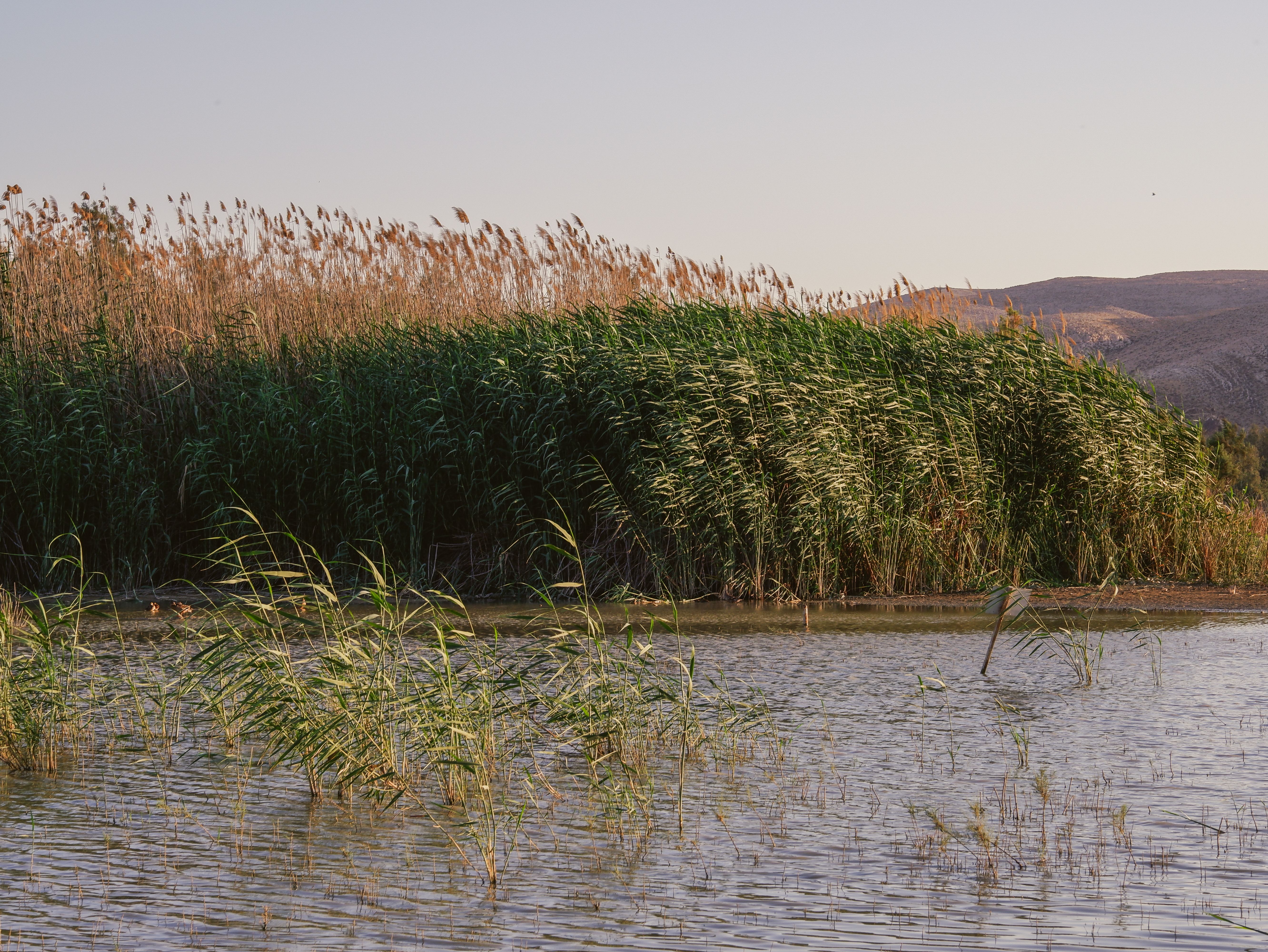 Rushes on Lakeshore · Free Stock Photo