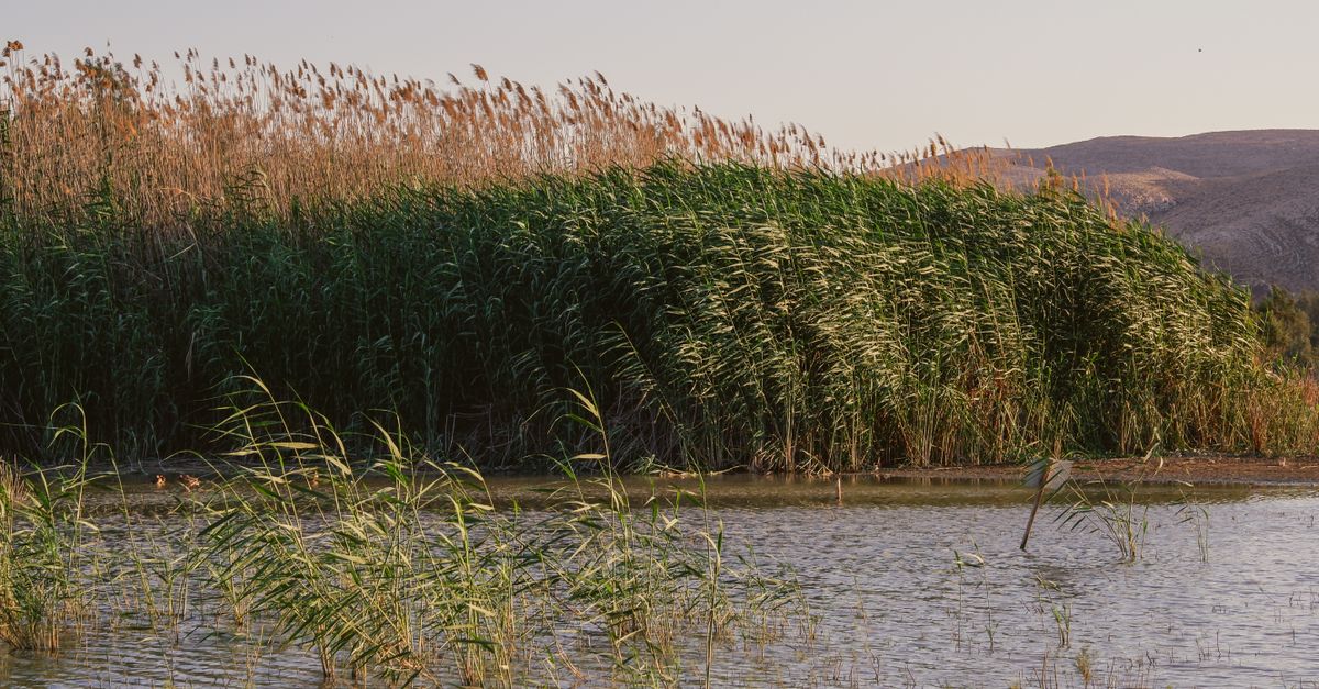 4 Common Florida Rushes Rushes on Lakeshore · Free Stock Photo