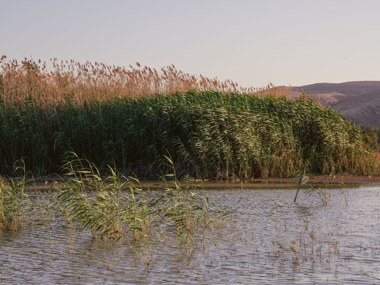 Rushes Photos, Download The BEST Free Rushes Stock Photos & HD Images
