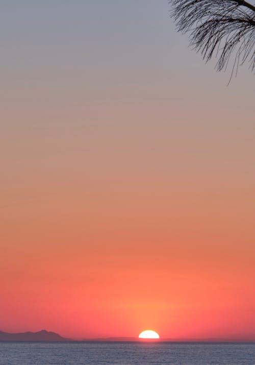 Silhouette of Palm Leaves during Sunset