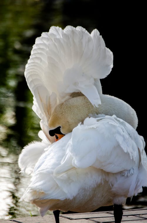 Free Close up of Swan Stock Photo