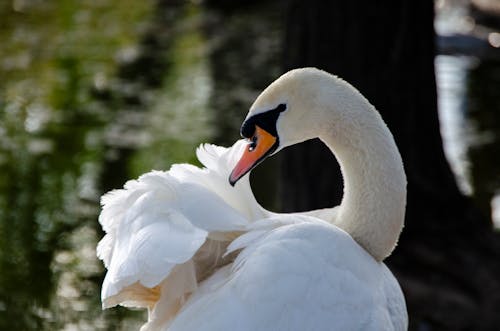 Free Close-Up Shot of a Swan Stock Photo
