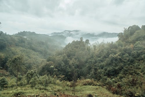 Gratis stockfoto met bomen, Bos, bossen