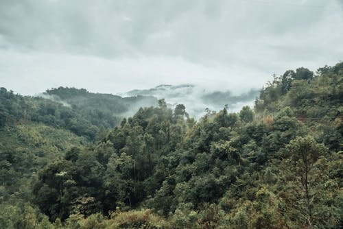 คลังภาพถ่ายฟรี ของ กลางแจ้ง, การถ่ายภาพธรรมชาติ, ต้นไม้สีเขียว