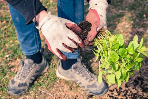 Free A Farmer Uprooting Peppermint Herbs Stock Photo
