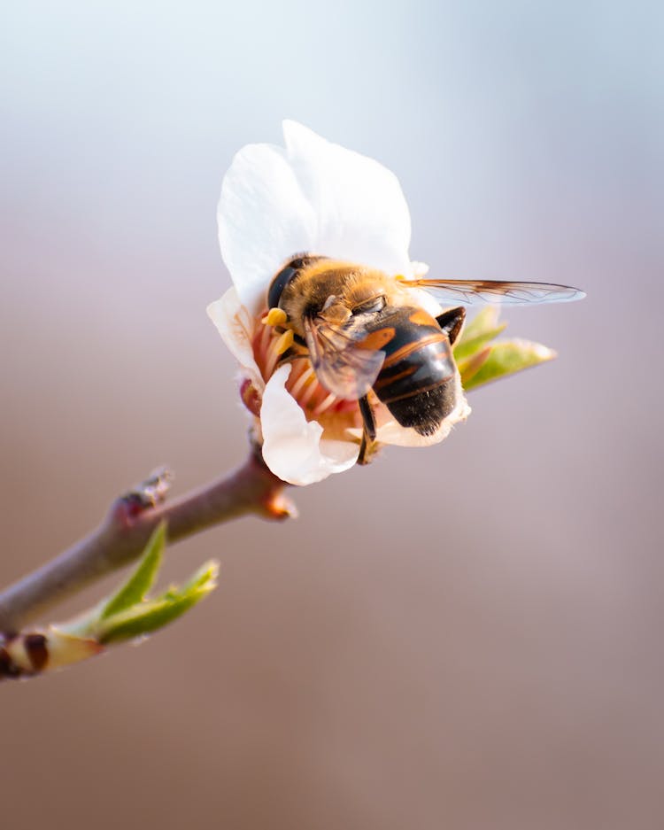 Bee On Flower