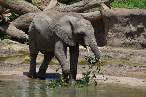 Photo of an Elephant Standing in the Water