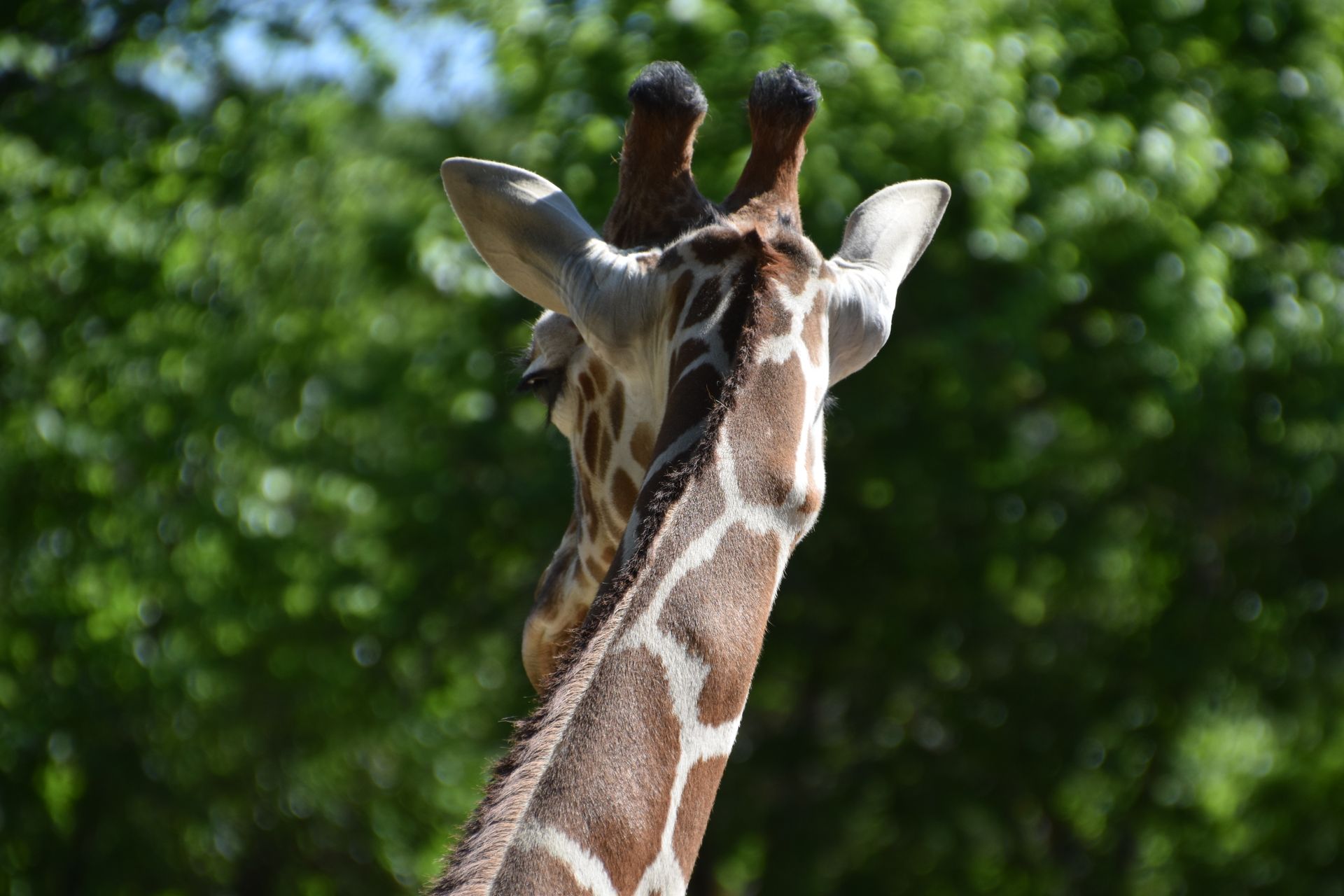 A magnificent giraffe observed from behind at Fort Worth Zoo, outdoors.