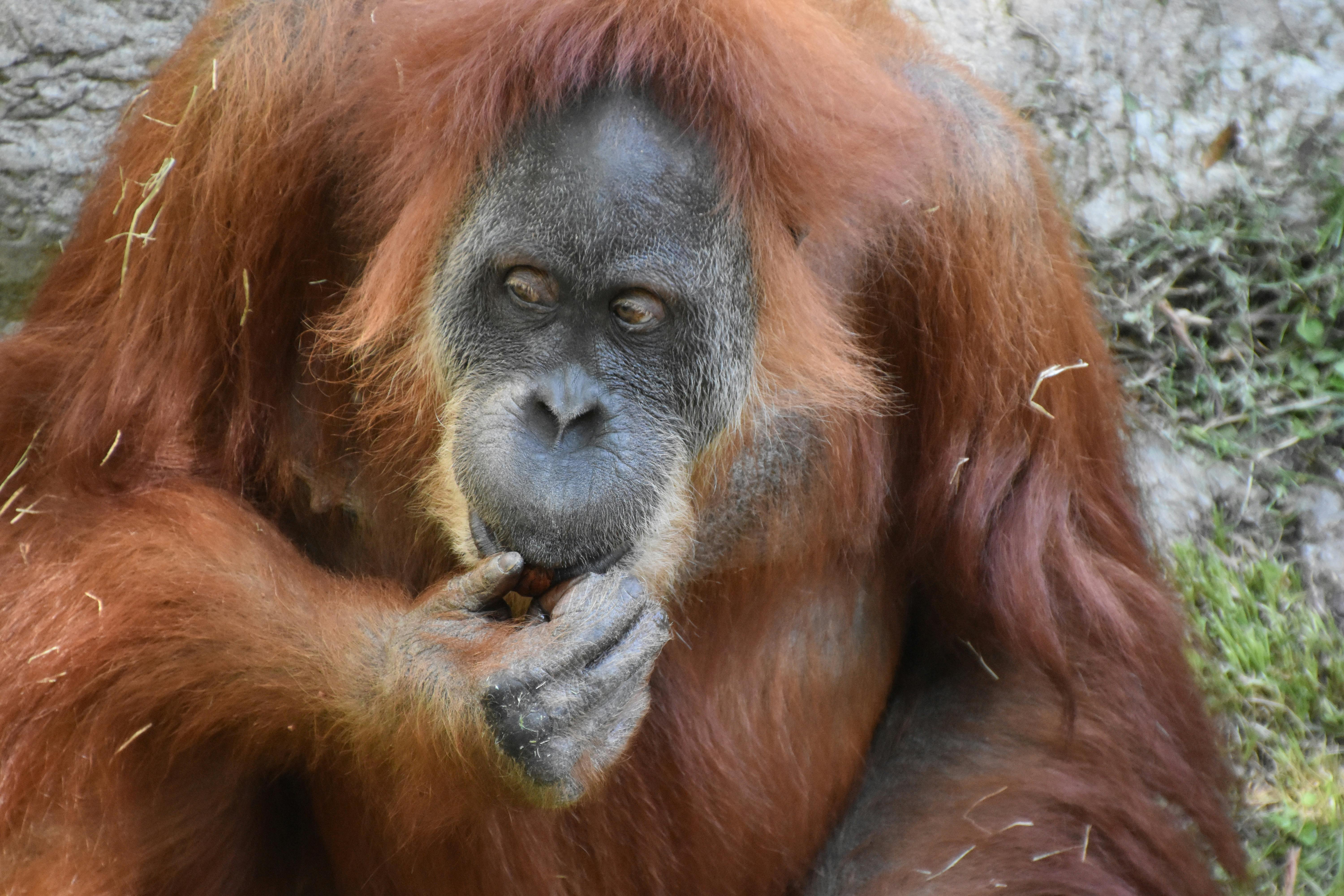 Fotografia Com Foco Seletivo De Macaco Branco E Preto · Foto profissional  gratuita