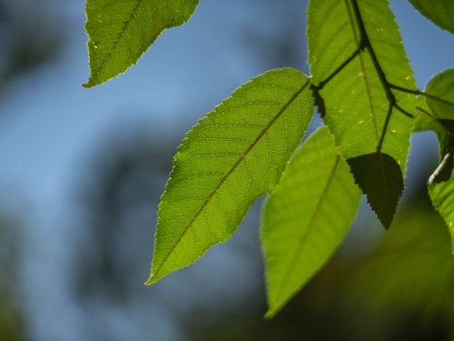 Free Leaves Stock Photo