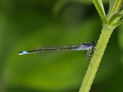 Damsel fly