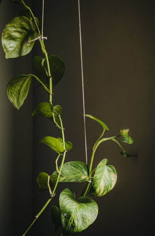Climbing Plants Supported with Strings