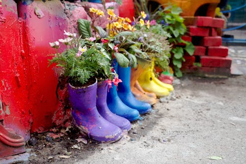 Gratis lagerfoto af blomster, blomsterpotte, farve