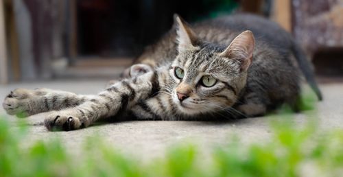 Free Cat with kittens Stock Photo