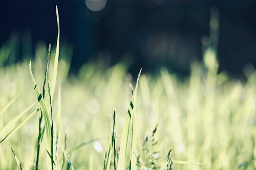 Close-Up Shot of Grass