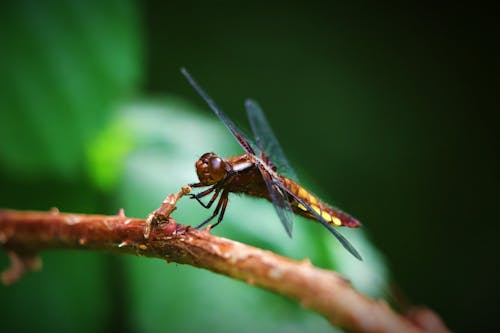 Close-Up Shot of a Dragonfly Perched on a Stem