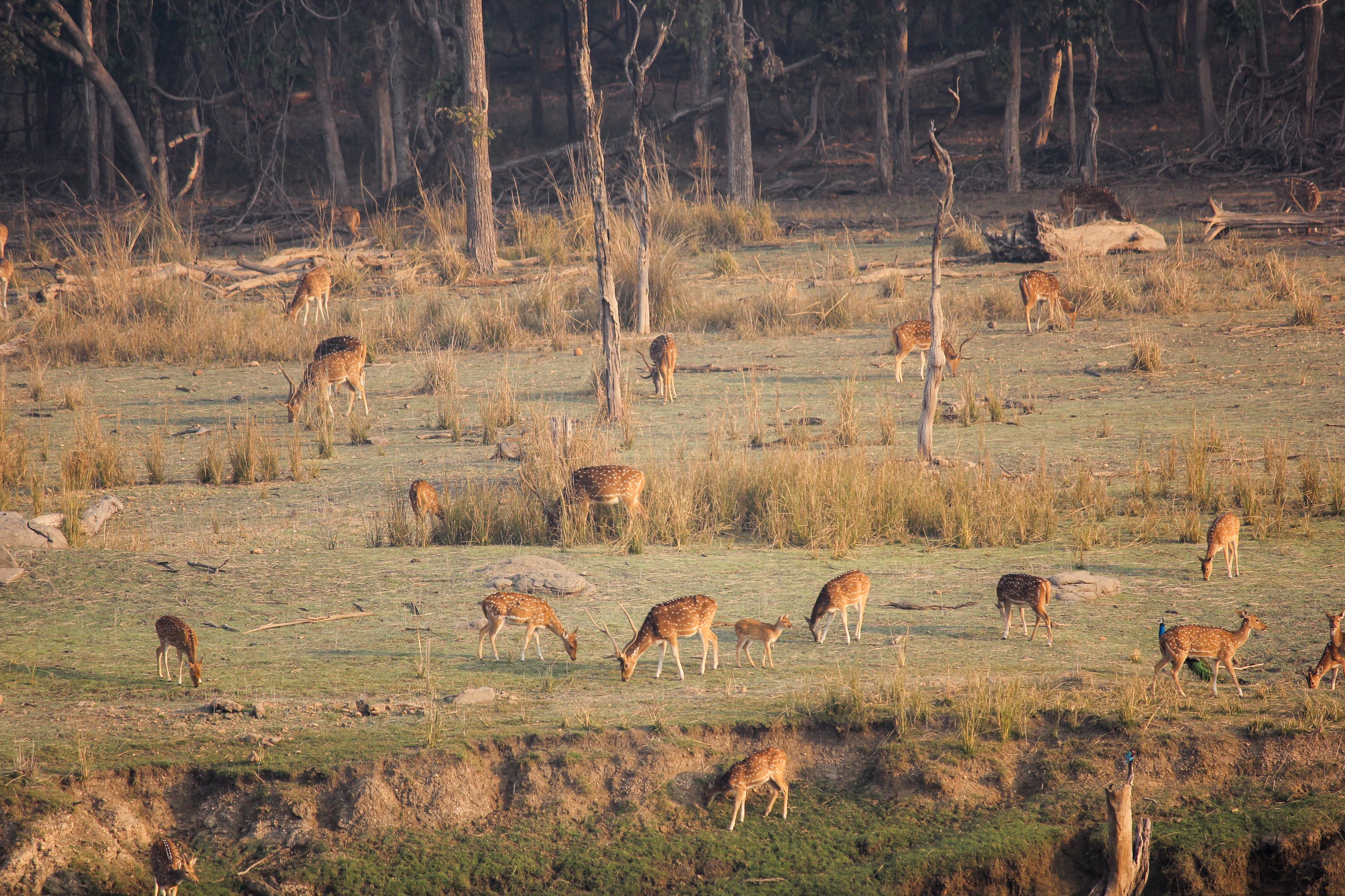 Nagzira Wildlife Sanctuary